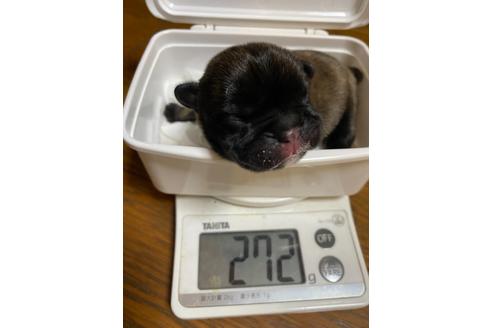 成約済の愛知県のフレンチブルドッグ-121969の24枚目